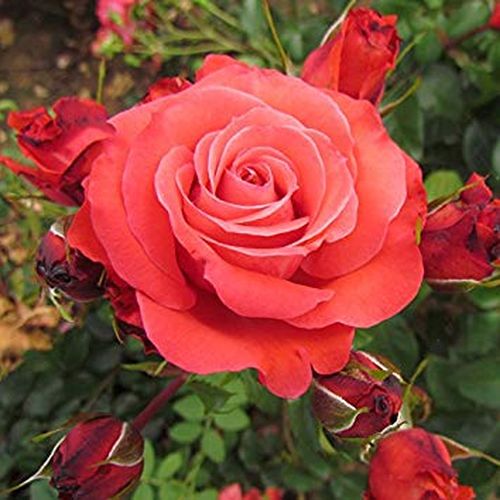 Rosa Special Memories™ - roșu - Trandafir copac cu trunchi înalt - cu flori în buchet - coroană tufiș